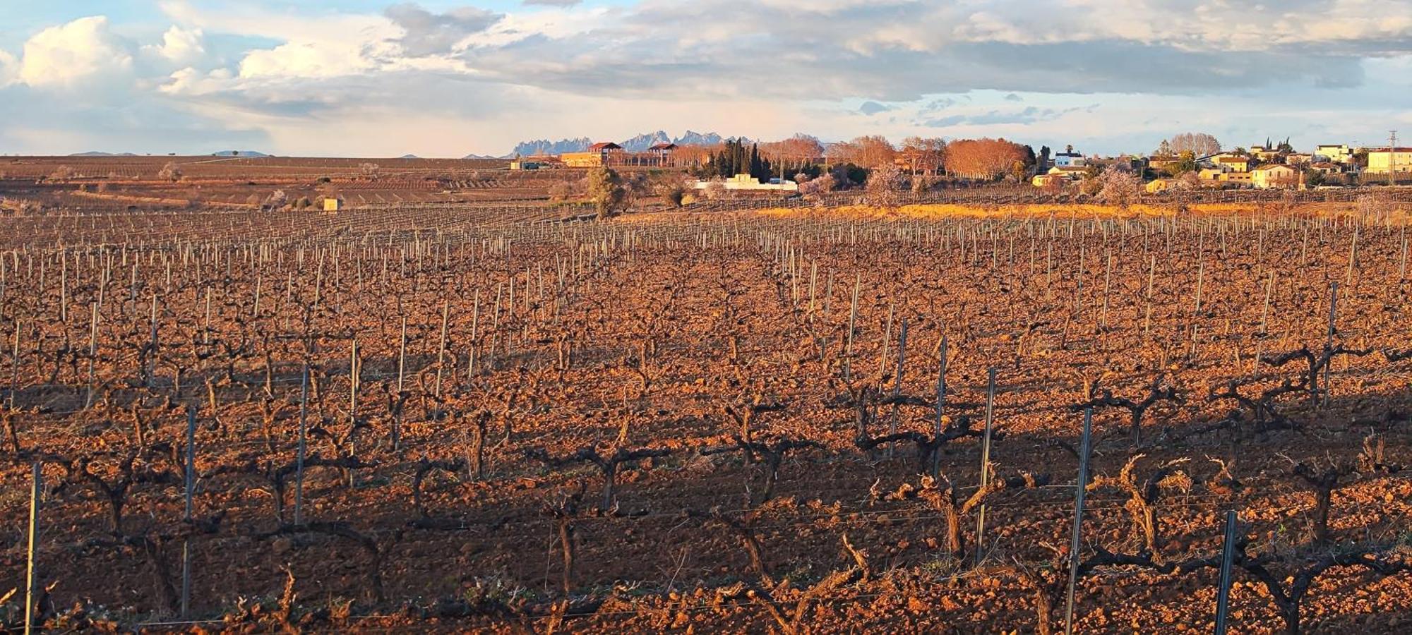 Sant Cugat de Sesgarrigues Cal Llopヴィラ エクステリア 写真